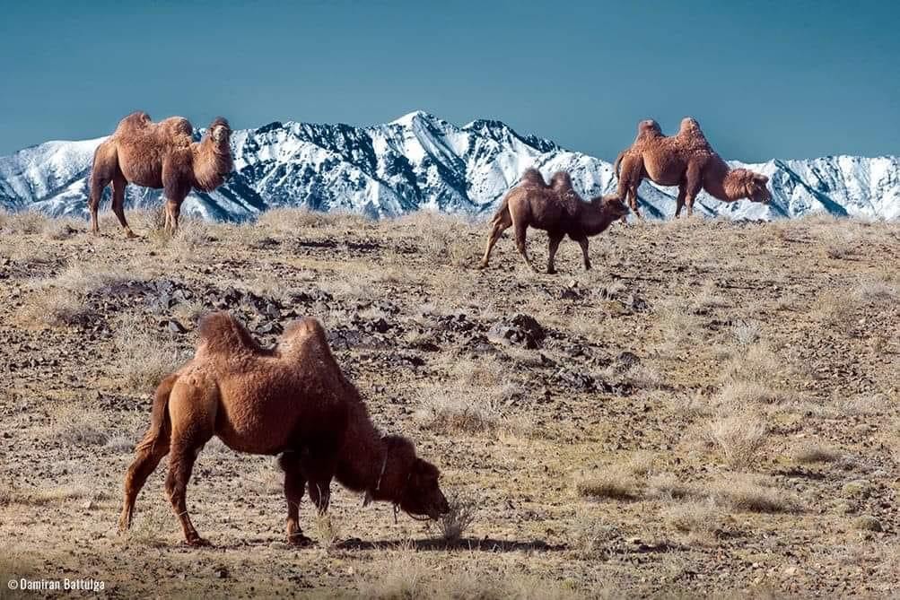 Mongolian camels